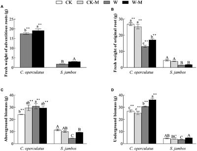 Competitive Relationship Between Cleistocalyx operculatus and Syzygium jambos Under Well-Watered Conditions Transforms Into a Mutualistic Relationship Under Waterlogging Stress